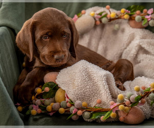 Medium Photo #5 Labradoodle Puppy For Sale in DEEPWATER, MO, USA