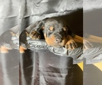 Small Photo #3 Doberman Pinscher Puppy For Sale in BARNETT, MO, USA