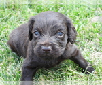 Small Photo #2 Boykin Spaniel Puppy For Sale in CARLISLE, KY, USA