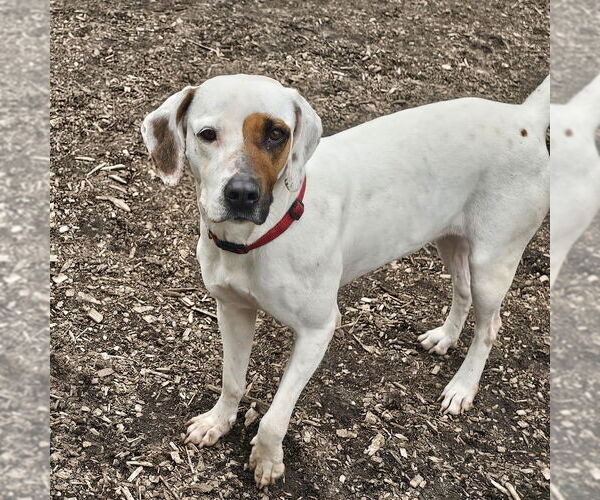 Medium Photo #3 Mutt Puppy For Sale in Bloomingdale, NJ, USA