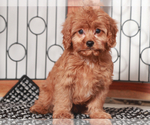 Small #2 Cavapoo