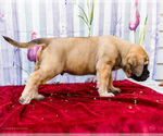 Small Photo #44 Mastiff Puppy For Sale in WAKARUSA, IN, USA