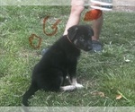 Puppy Orange Girl German Shepherd Dog