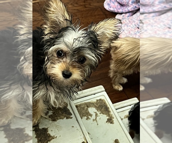 Medium Photo #5 Yorkshire Terrier Puppy For Sale in KELLER, TX, USA