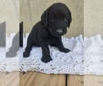 Image preview for Ad Listing. Nickname: Gus