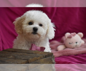 Bichpoo Puppy for sale in ELDORADO, OH, USA