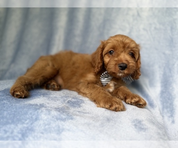 Medium Photo #3 Cavapoo (Miniature) Puppy For Sale in LAKELAND, FL, USA