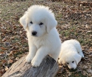 Great Pyrenees Puppy for sale in WOODSBORO, MD, USA