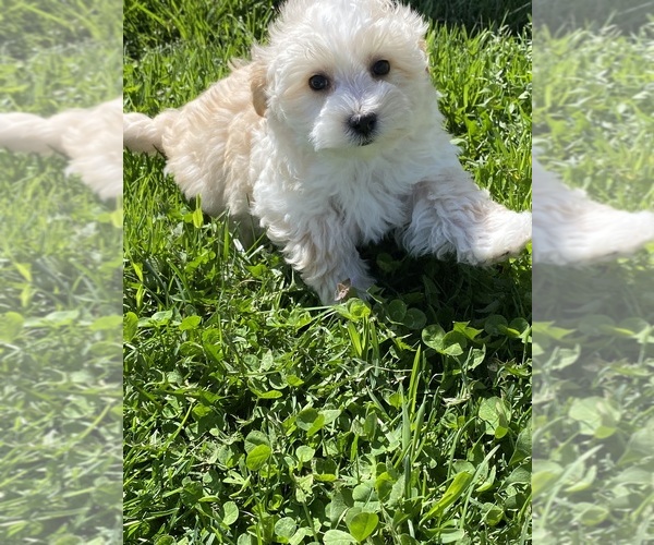 Medium Photo #5 Maltipoo Puppy For Sale in CANOGA, NY, USA