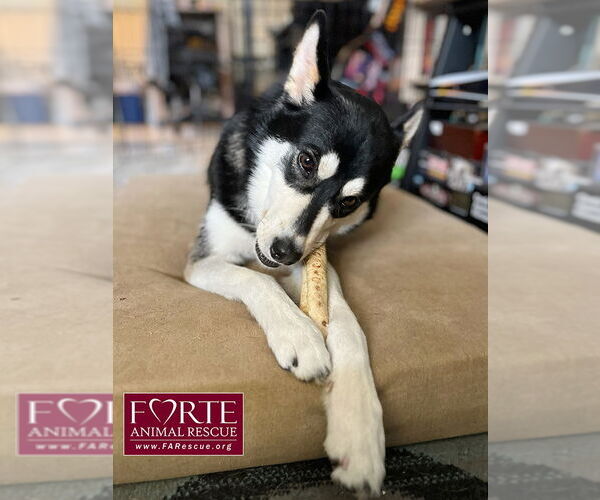 Medium Photo #7 Huskies -Siberian Husky Mix Puppy For Sale in Marina del Rey, CA, USA