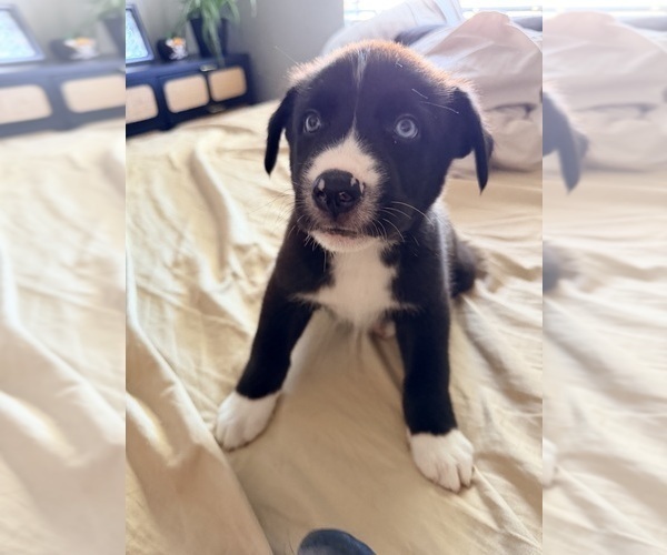 Medium Photo #3 Siberian Husky-Unknown Mix Puppy For Sale in ONTARIO, CA, USA