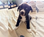 Small #2 Siberian Husky Mix