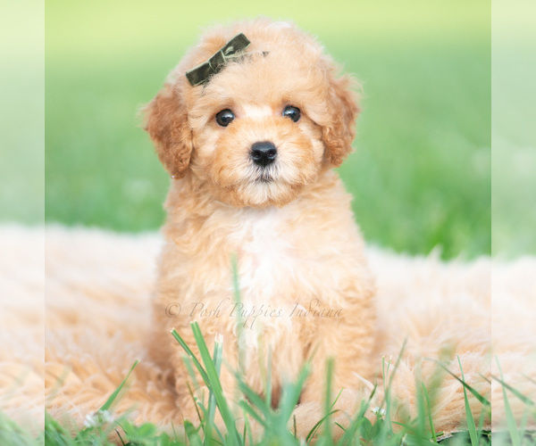 Medium Photo #7 Poodle (Toy) Puppy For Sale in WARSAW, IN, USA