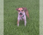 Small #4 Mutt