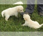 Small Photo #7 Golden Retriever Puppy For Sale in VERMONTVILLE, MI, USA