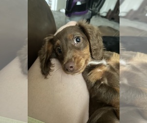 Dachshund Puppy for sale in RENO, TX, USA