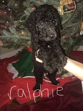 Medium Photo #3 Poodle (Standard) Puppy For Sale in TRYON, NC, USA