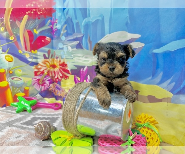 Medium Photo #4 Yorkshire Terrier Puppy For Sale in CASSVILLE, MO, USA