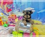 Small #3 Yorkshire Terrier