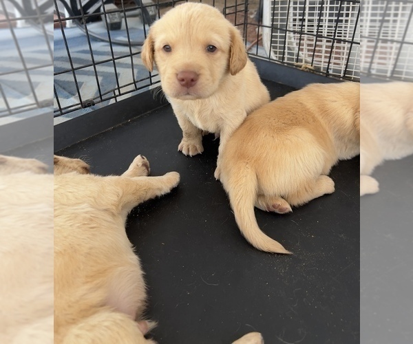 Medium Photo #22 Golden Labrador Puppy For Sale in BUCKEYE, AZ, USA