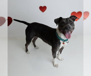 Gayle - Female Mutt Dog for Adoption - Photo #25