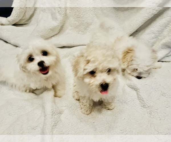 Medium Photo #8 Bichon Frise Puppy For Sale in FAYETTEVILLE, NC, USA