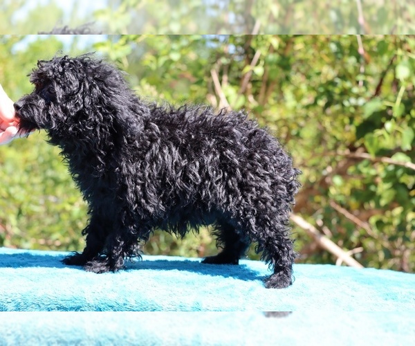 Medium Photo #46 Poodle (Toy) Puppy For Sale in DYERSBURG, TN, USA