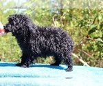 Small #45 Poodle (Toy)