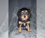 Small Photo #2 Australian Shepherd-Cavalier King Charles Spaniel Mix Puppy For Sale in HOWLAND, OH, USA