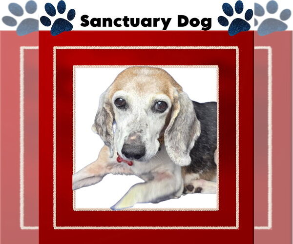Medium Photo #1 Beagle Puppy For Sale in Cuba, NY, USA