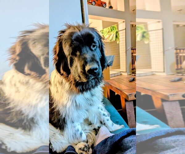 Medium Photo #9 Newfoundland Puppy For Sale in LAS VEGAS, NV, USA