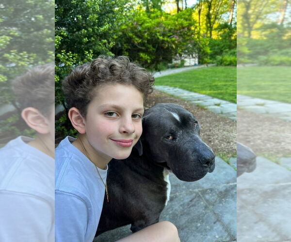 Medium Photo #6 American Staffordshire Terrier-Unknown Mix Puppy For Sale in Brewster, NY, USA