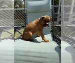 Small #2 Boxer