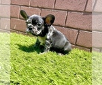 Small #52 French Bulldog