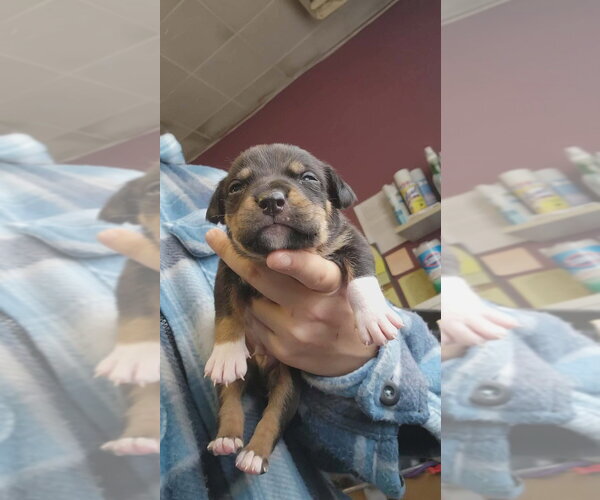 Medium Photo #3 Mutt Puppy For Sale in Evansville, IN, USA