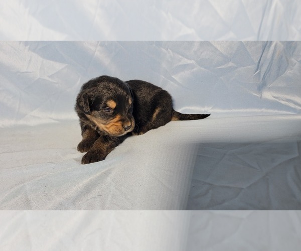 Medium Photo #9 Golden Mountain Dog Puppy For Sale in BLACK FOREST, CO, USA