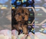 Small Photo #1 Yorkshire Terrier Puppy For Sale in AKRON, OH, USA