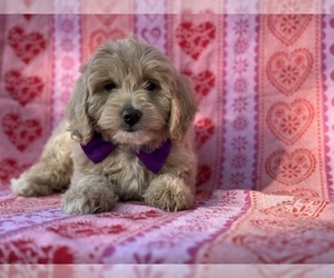 Goldendoodle (Miniature) Puppy for sale in LANCASTER, PA, USA