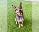 Small #1 German Shepherd Dog Mix