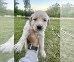 Puppy Yellow Golden Retriever