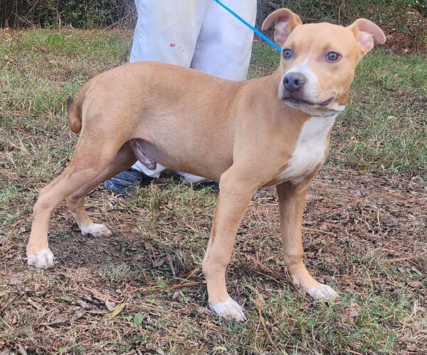 Medium Photo #2 American Pit Bull Terrier-Labrador Retriever Mix Puppy For Sale in Wetumpka, AL, USA