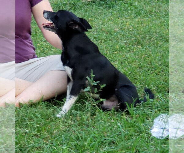 Medium Photo #1 Rat Terrier Puppy For Sale in Rock Hill, SC, USA