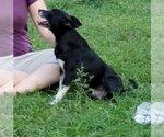 Small Photo #1 Rat Terrier Puppy For Sale in Rock Hill, SC, USA