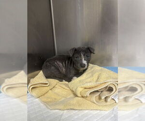 American Pit Bull Terrier-Unknown Mix Dogs for adoption in Pasadena, TX, USA