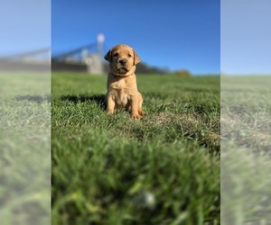 Labrador Retriever Puppy for sale in CARROLLTON, OH, USA