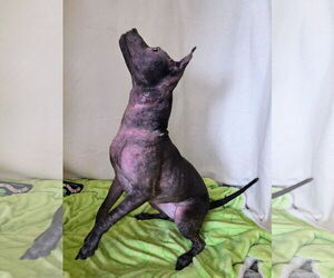 Isekai - Female Staffordshire Bull Terrier-Unknown Mix Dog for Adoption - Photo #3