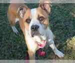 PING - Male Bulldog-Unknown Mix Dog for Adoption - Small photo