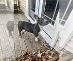 Small #3 American Bully