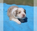 Small #3 Aussiedoodle
