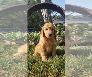 Goldendoodle Puppy for sale in EDINA, MO, USA